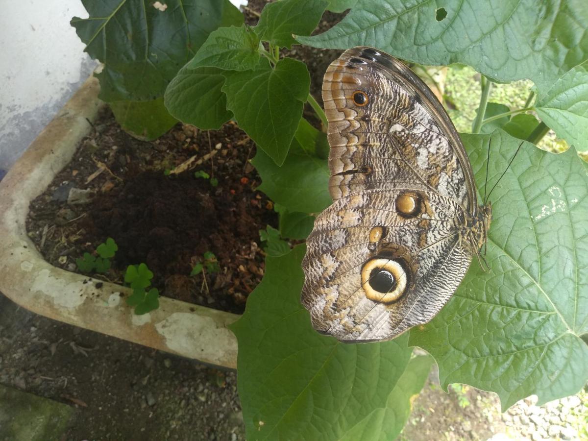 Hosteria La Roulotte - Mindo Kültér fotó